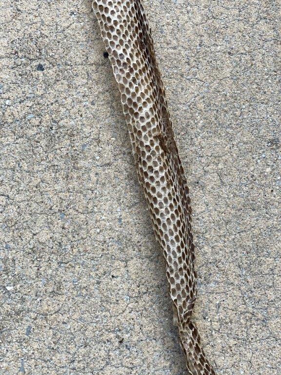 Orlando snake skin