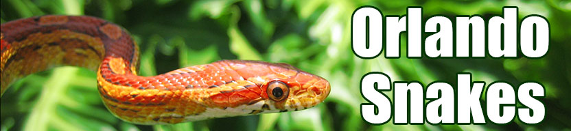 Orlando snake
