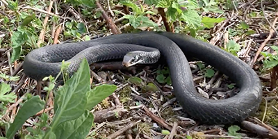 Orlando snake